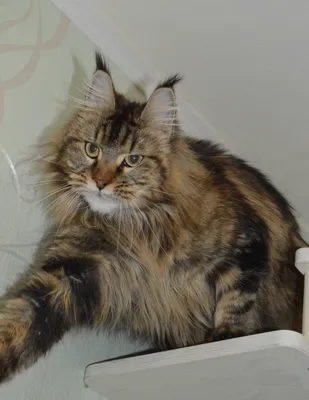 Котенок мейн-кун