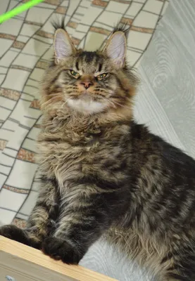 Котенок мейн-кун