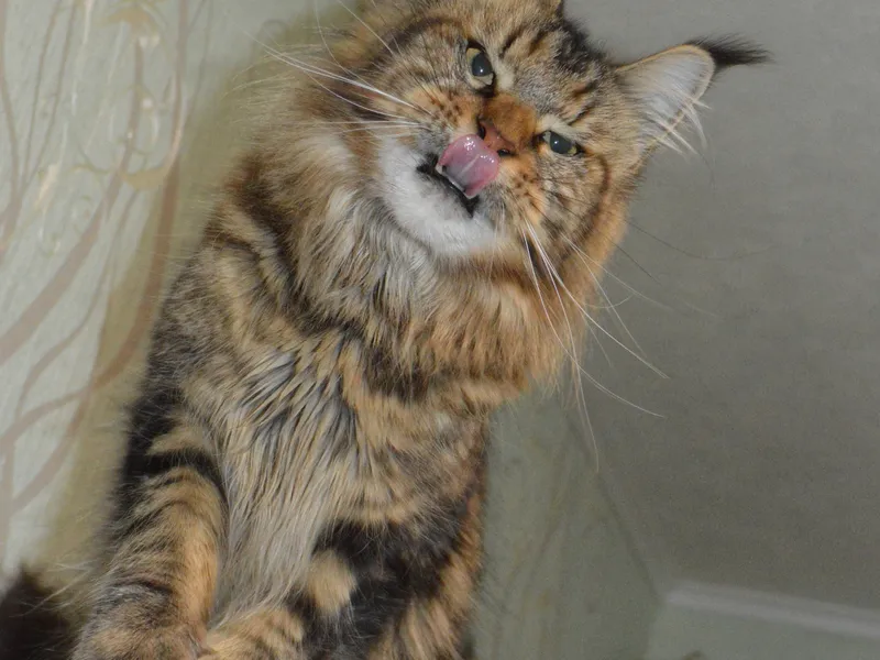 Котенок мейн-кун Черный мрамор MCO n 22 Девочка