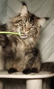 Maine Coon kitten Черный тигровый MCO n 23 Boy - photo 3