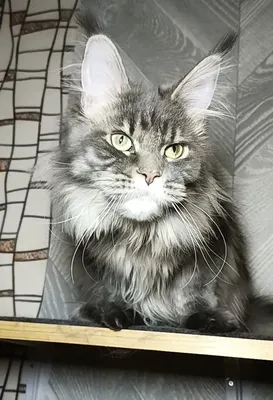 Котенок мейн-кун