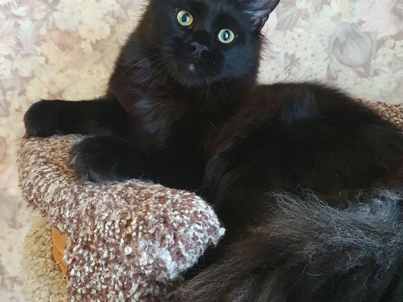 Котенок мейн-кун Черный MCO n  Мальчик