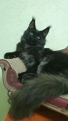 Котенок мейн-кун