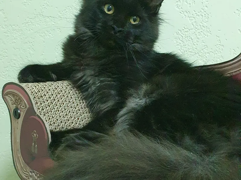 Котенок мейн-кун Черный дым MCO ns  Девочка