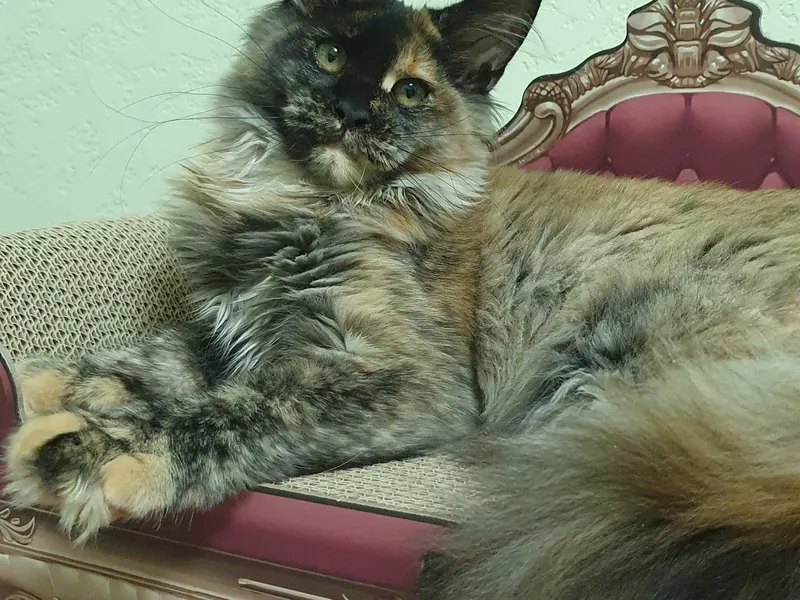 Котенок мейн-кун Черепаховый MCO f  Девочка