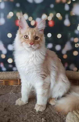 Котенок мейн-кун