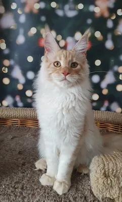 Котенок мейн-кун