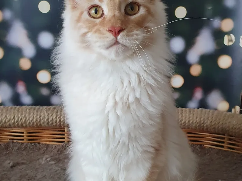 Котенок мейн-кун Красный дым MCO ds  Мальчик