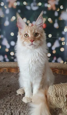 Котенок мейн-кун