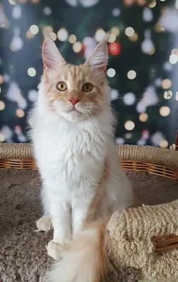 Котенок мейн-кун