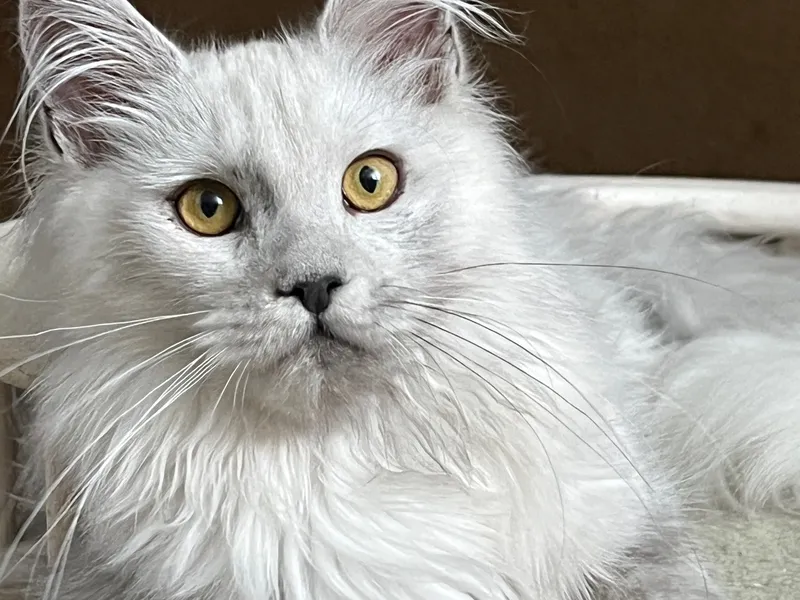 Котенок мейн-кун Голубой дым MCO as  Девочка