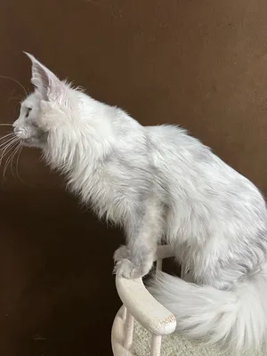 Котенок мейн-кун