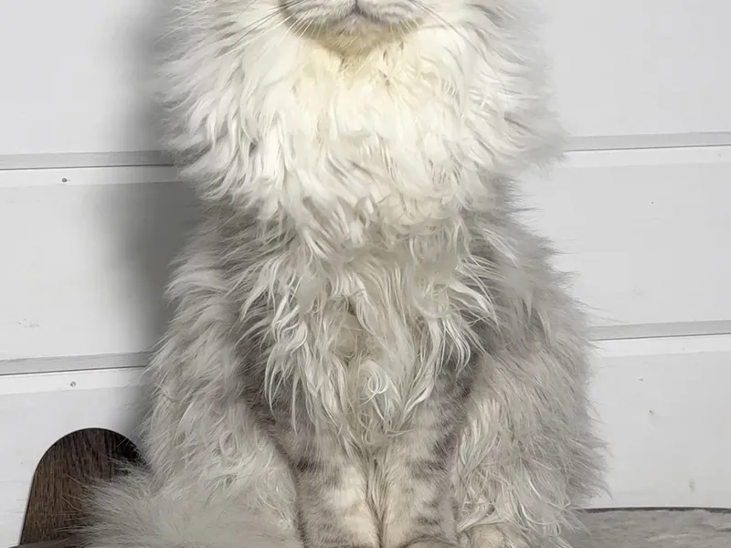 Котенок мейн-кун Черный серебрянный тигровый MCO ns 23 Мальчик