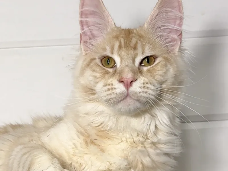 Котенок мейн-кун Красный серебрянный тигровый MCO ds 23 Мальчик