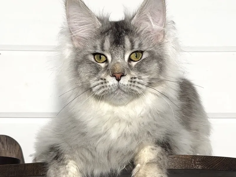 Котенок мейн-кун Черный тикированный на  серебре MCO ns 25 Мальчик