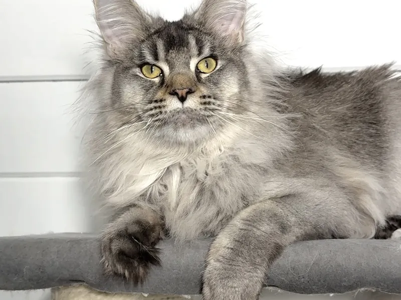 Maine Coon kitten Черный тикированный на  серебре MCO ns 25 Boy