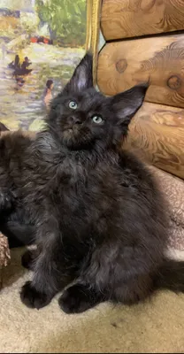 Maine Coon kitten