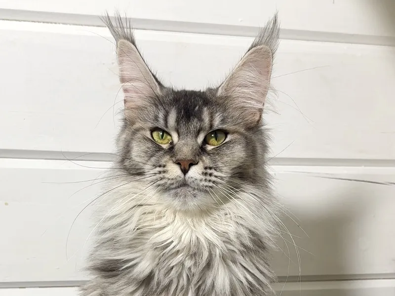 Котенок мейн-кун Черный черепаховый  тикированный  на сербер MCO fs 25 Девочка