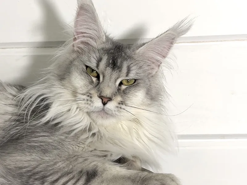 Котенок мейн-кун Черный тикированный на  серебре MCO ns 25 Девочка