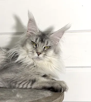 Maine Coon kitten
