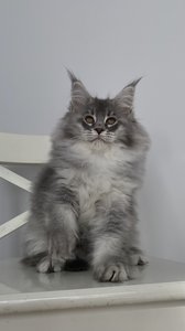 Pamela