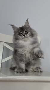 Pamela