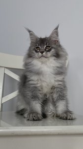 Pamela