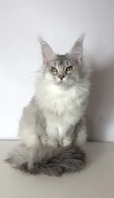 Maine Coon kitten