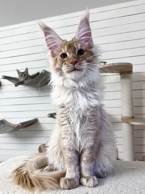 Maine Coon kitten