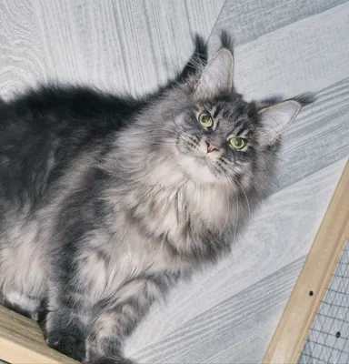 Котенок мейн-кун