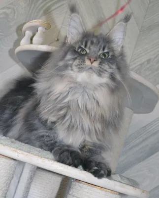 Котенок мейн-кун