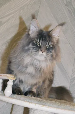 Котенок мейн-кун