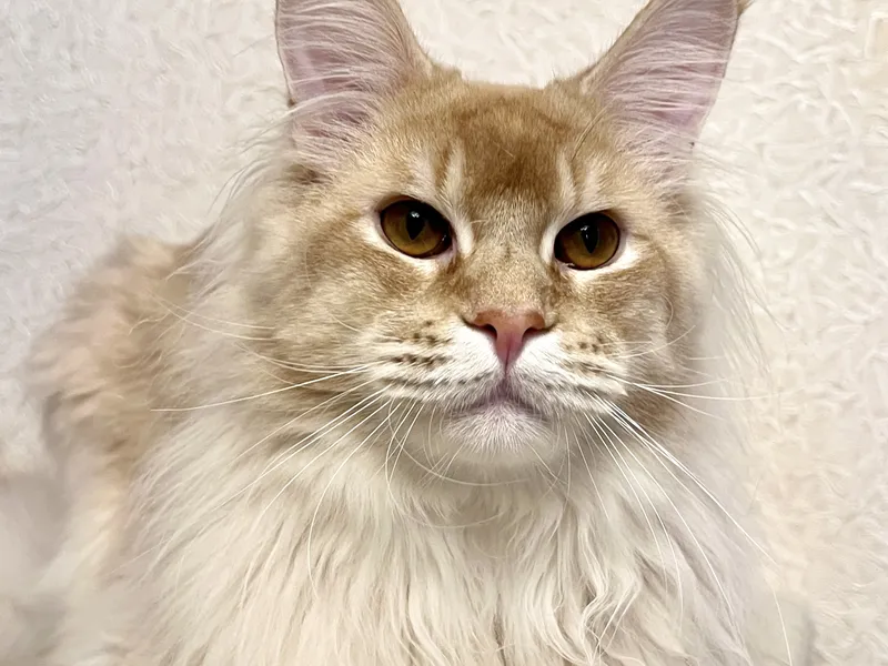 Котенок мейн-кун Красный тикированный  на  серебре MCO ds 25 Мальчик