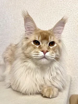 Котенок мейн-кун