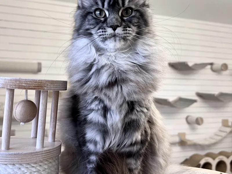 Котенок мейн-кун Черный серебрянный тигровый MCO ns 23 Девочка