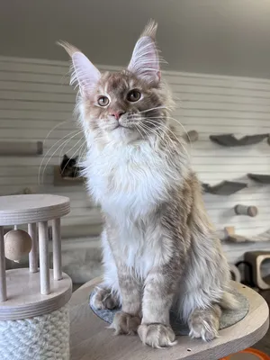 Maine Coon kitten