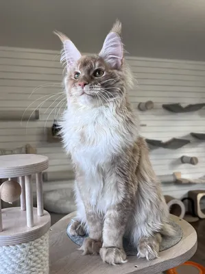 Maine Coon kitten