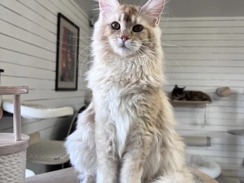 Котенок мейн-кун Красный тикированный  на  серебре MCO ds 25 Мальчик