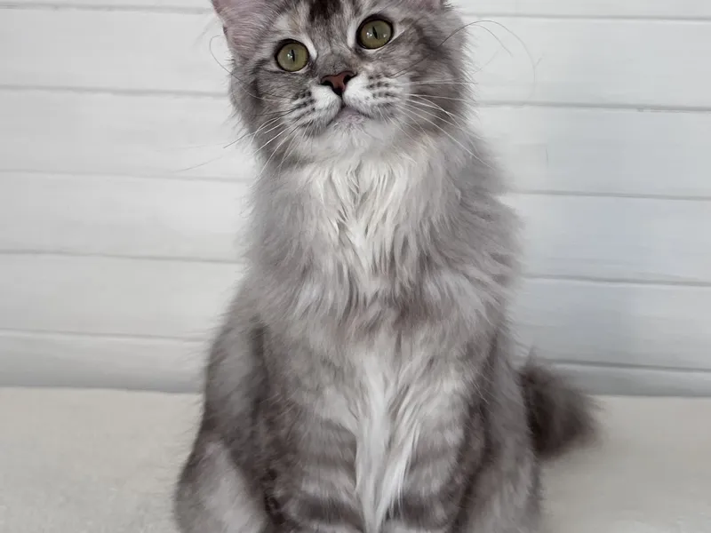 Котенок мейн-кун Черный тикированный на  серебре MCO ns 25 Девочка