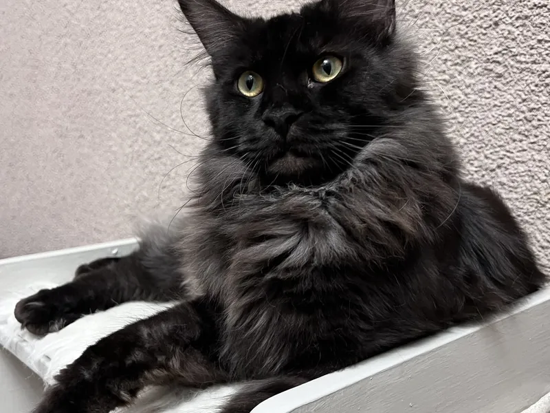 Котенок мейн-кун Черный дым MCO ns  Мальчик