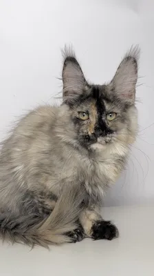 Котенок мейн-кун