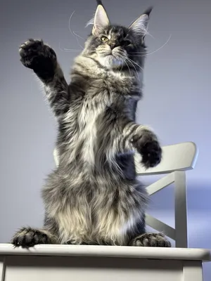 Котенок мейн-кун