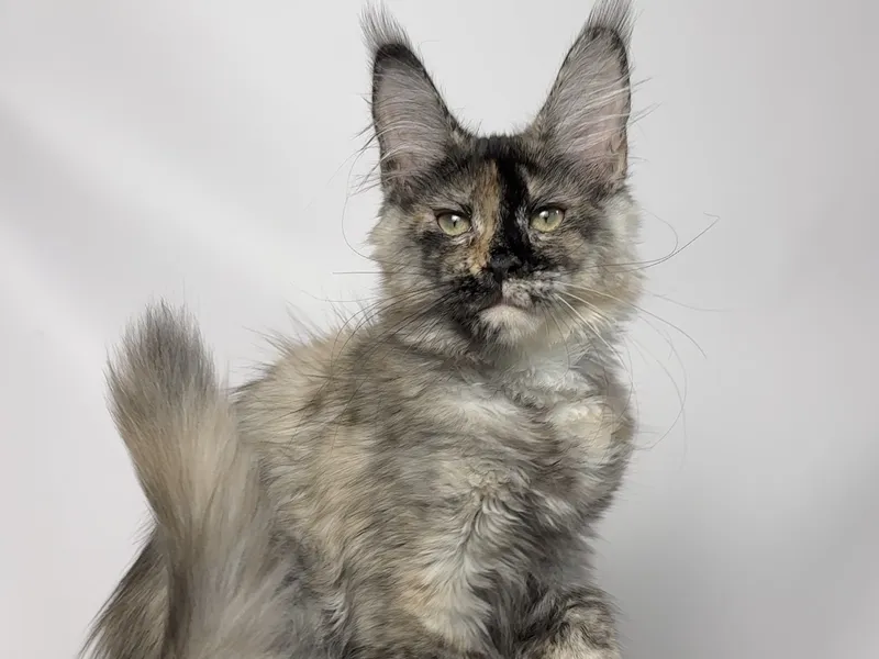 Котенок мейн-кун Черепаховый дым MCO fs  Девочка