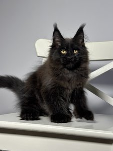 Котенок мейн-кун Черный MCO n  Мальчик - фото 3