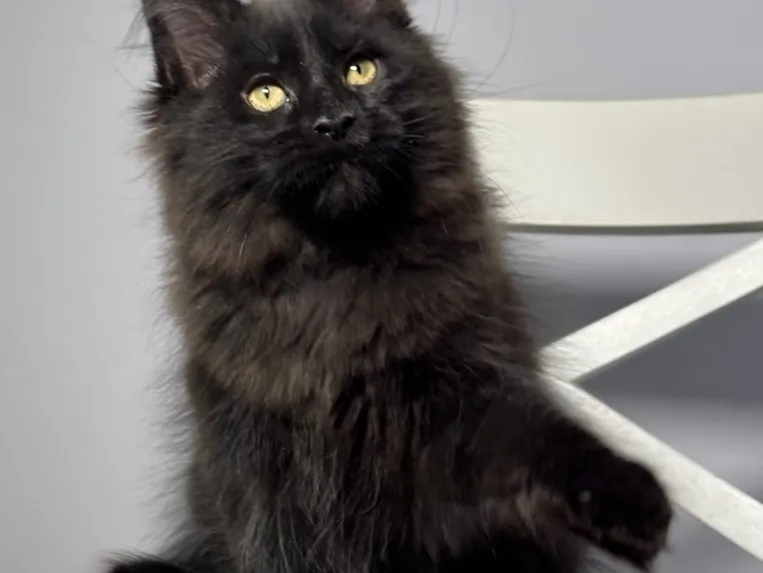 Котенок мейн-кун Черный MCO n  Мальчик