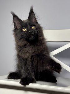 Котенок мейн-кун Черный MCO n  Мальчик - фото 1