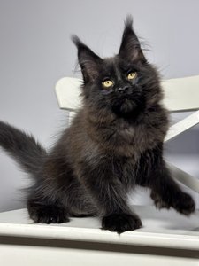 Котенок мейн-кун Черный MCO n  Мальчик - фото 2