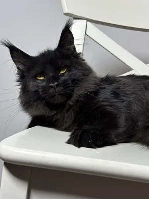 Котенок мейн-кун