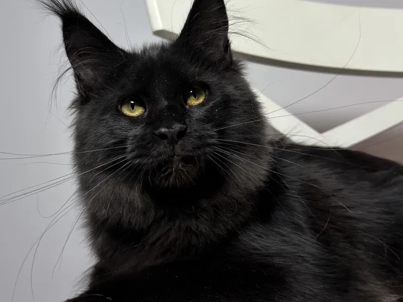 Котенок мейн-кун Черный MCO n  Девочка