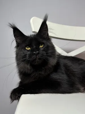 Котенок мейн-кун